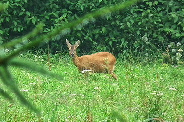 Ferienwohnung Decker
